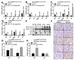 p53 Antibody in Immunohistochemistry (IHC)