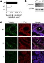 ZO-1 Antibody in Immunocytochemistry, Immunohistochemistry (ICC/IF, IHC)