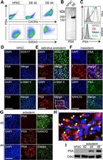 CD184 (CXCR4) Antibody in Flow Cytometry (Flow)