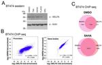 HSP90 beta Antibody in ChIP Assay (ChIP)