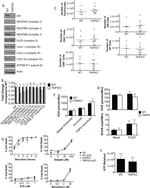 ATP Synthase beta Antibody in Western Blot (WB)