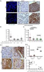 E-cadherin Antibody in Immunocytochemistry (ICC/IF)