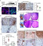 E-cadherin Antibody in Immunocytochemistry (ICC/IF)