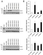 TBX5 Antibody in Western Blot (WB)