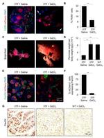 F4/80 Antibody in Immunohistochemistry (IHC)