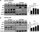 GAPDH Antibody in Western Blot (WB)