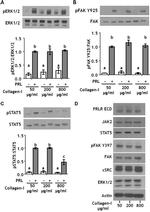 Phospho-STAT5 alpha (Tyr694) Antibody in Western Blot (WB)