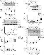 COX4 Antibody in Western Blot (WB)