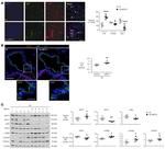 COX4 Antibody in Western Blot (WB)