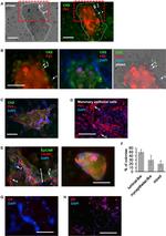 EpCAM Antibody in Immunocytochemistry (ICC/IF)