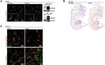 CD31 Antibody in Immunocytochemistry, Immunohistochemistry (ICC/IF, IHC)