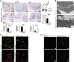 CD31 Antibody in Immunocytochemistry, Immunohistochemistry (ICC/IF, IHC)