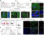 CD4 Antibody in Immunohistochemistry, Flow Cytometry (IHC, Flow)