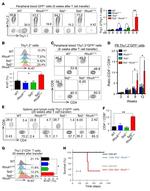 Ki-67 Antibody in Flow Cytometry (Flow)