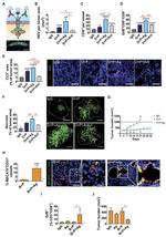 Granzyme B Antibody in Flow Cytometry (Flow)