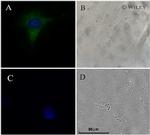 NEFL Antibody in Immunocytochemistry (ICC/IF)