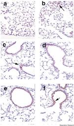 nNOS Antibody in Immunohistochemistry (Paraffin) (IHC (P))