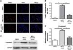 MZB1 Antibody in Western Blot (WB)