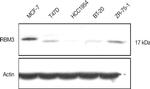 Actin Antibody in Western Blot (WB)