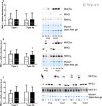 ATP1B1 Antibody in Western Blot (WB)