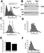 Clathrin Heavy Chain Antibody