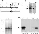 SNTB2 Antibody in Immunoprecipitation (IP)