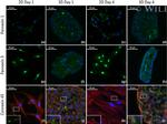 Pannexin 3 Antibody in Immunocytochemistry (ICC/IF)