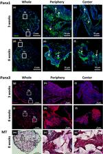 Pannexin 3 Antibody in Immunohistochemistry (IHC)