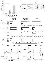 CD80 Antibody in Flow Cytometry (Flow)