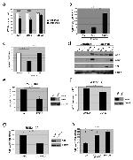 Phospho-ERK1/ERK2 (Thr185, Tyr187) Antibody in Western Blot (WB)