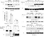 Phospho-PLCG1 (Tyr783) Antibody in Western Blot (WB)