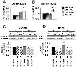 UCP3 Antibody in Western Blot (WB)