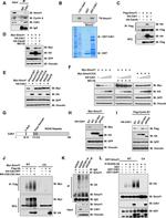 FZR1 Antibody in Western Blot (WB)