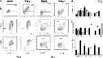 Granzyme B Antibody in Flow Cytometry (Flow)