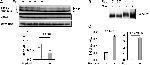 VMA2 Antibody in Western Blot (WB)