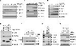 FZR1 Antibody in Immunoprecipitation (IP)