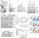 FZR1 Antibody in Immunoprecipitation (IP)