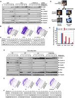 FZR1 Antibody in Western Blot (WB)