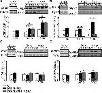 Phospholamban Antibody in Western Blot (WB)