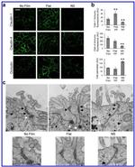 Claudin 1 Antibody in Immunocytochemistry (ICC/IF)