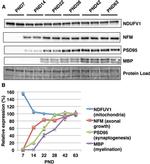 NDUFV1 Antibody in Western Blot (WB)