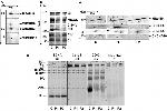 UQCRC1 Antibody in Western Blot (WB)