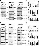 NMDAR2C Antibody in Western Blot (WB)