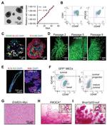 CD61 (Integrin beta 3) Antibody in Flow Cytometry (Flow)