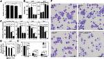 CD41a Antibody in Flow Cytometry (Flow)