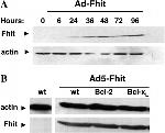 FHIT Antibody in Western Blot (WB)