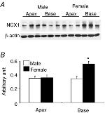 Sodium/Calcium Exchanger Antibody in Western Blot (WB)