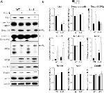 NMDAR2B Antibody in Western Blot (WB)