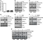 Phospho-EGFR (Tyr1068) Antibody in Western Blot (WB)