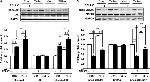 GAPDH Antibody in Western Blot (WB)